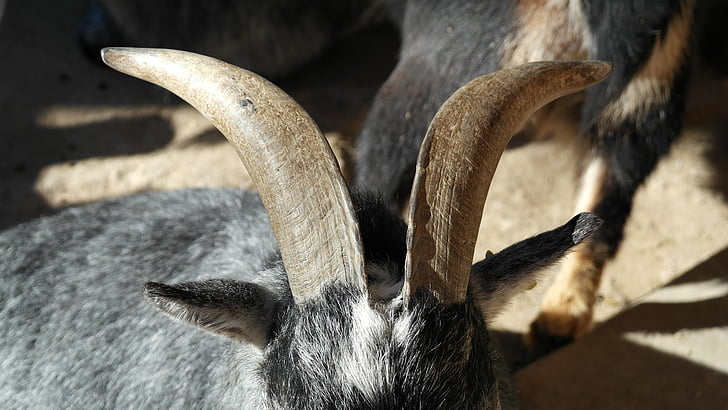 geten, Billy goat, Horn, djur, Horned, nyfiken, Zoo