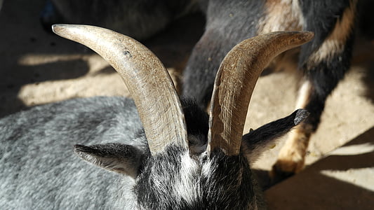 goat, billy goat, horns, animal, horned, curious, zoo
