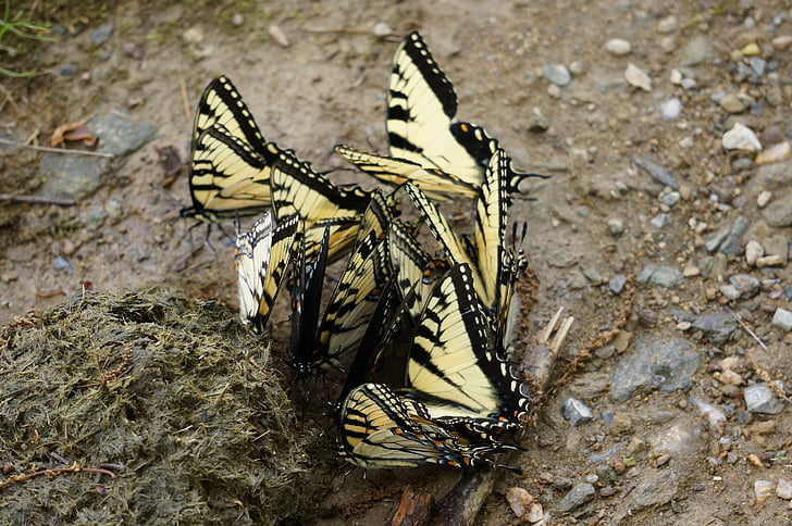 animals, insects, butterflies, swallowtail, papilio, machaon, fly