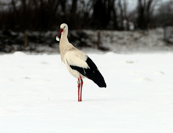storks, white stork, bird, animals, bill, rattle stork, ciconia ciconia