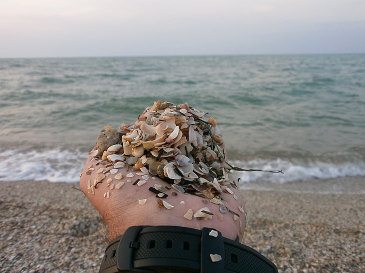morze, ręka, piasek, Plaża, muszle