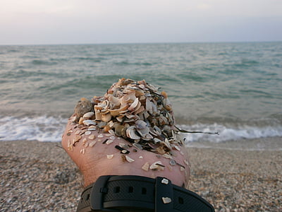 sea, hand, sand, beach, seashells