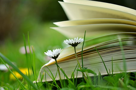 knjiga, branje, Sprostite, travnik, knjiga strani, izobraževanje, knjige