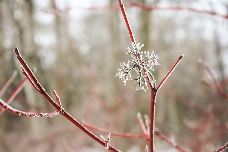 fiocco di neve, ramoscello, pianta, ramo, albero, rosso, inverno