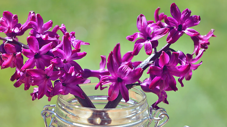 hyacinth, flower, flowers, violet, glass, decorative glass, vase