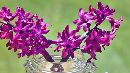 Hyazinthe, Blume, Blumen, violett, Glas, dekoratives Glas, Vase