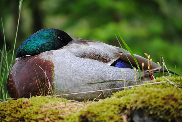 Duck, søvn, burd, dyr, fauna