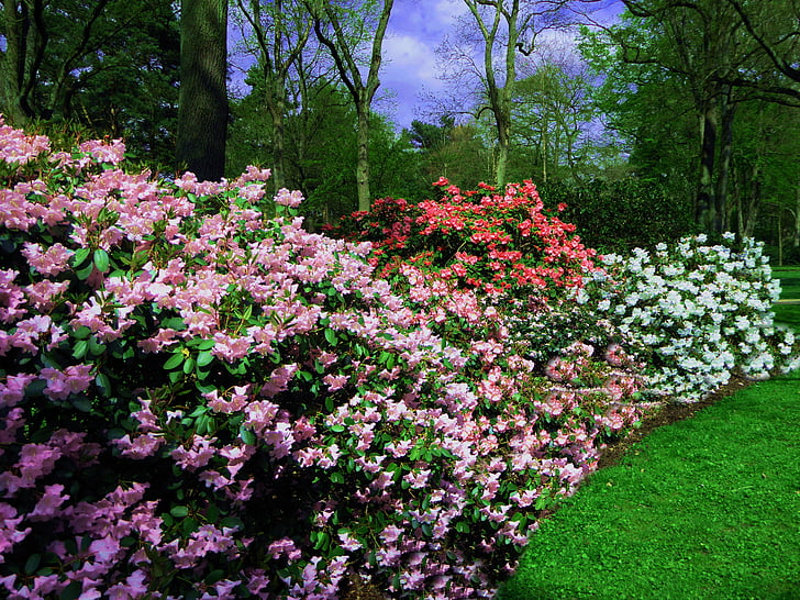rododendrony, farebné, jar, kvety
