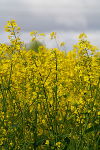 field of rapeseeds, oilseed rape, field, nature, yellow, landscape, agriculture