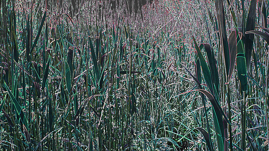 herbe, coloré, Meadow, déformée