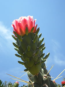 flor de cactus, flor, cactus, flora, planta, flor, hivernacle de cactus
