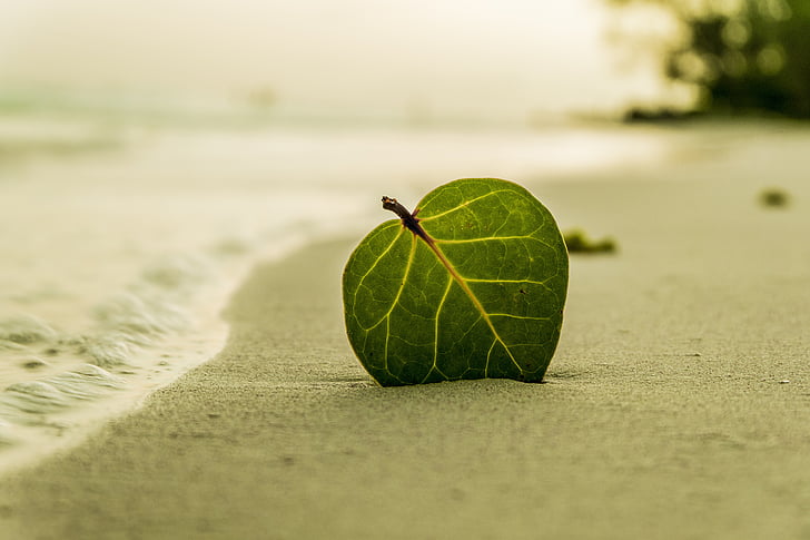 beach, coast, leaf, ocean, sand, sea, shore