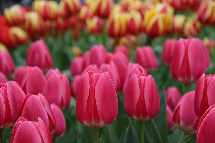 tulipány, Keukenhof, Lisse, Nizozemsko