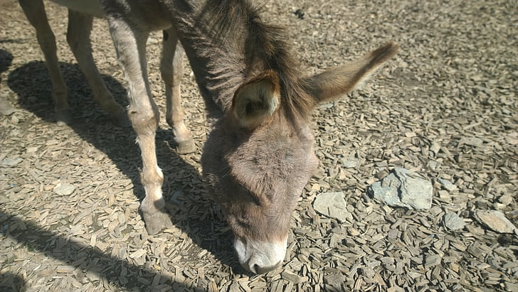donkey, animal, zoo, petting zoo, germany, enclosure, head
