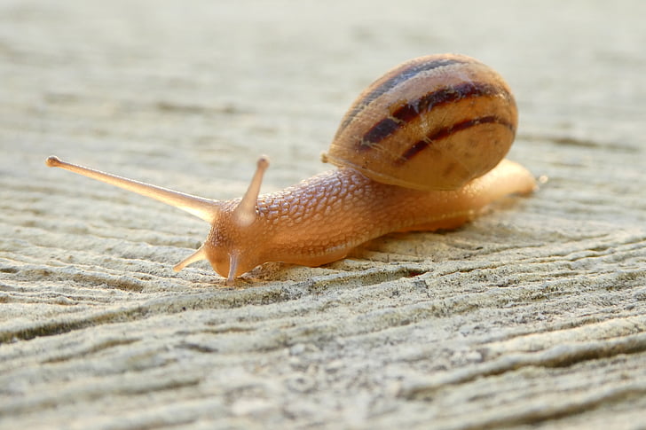 snail, shell, close, animals, mollusk, slowly, one animal