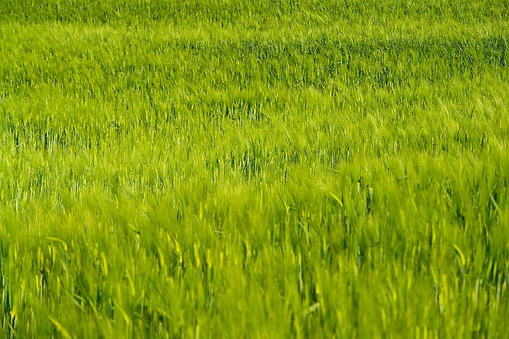 wheat field, plants, natural, outdoors, dry, green, sunlight