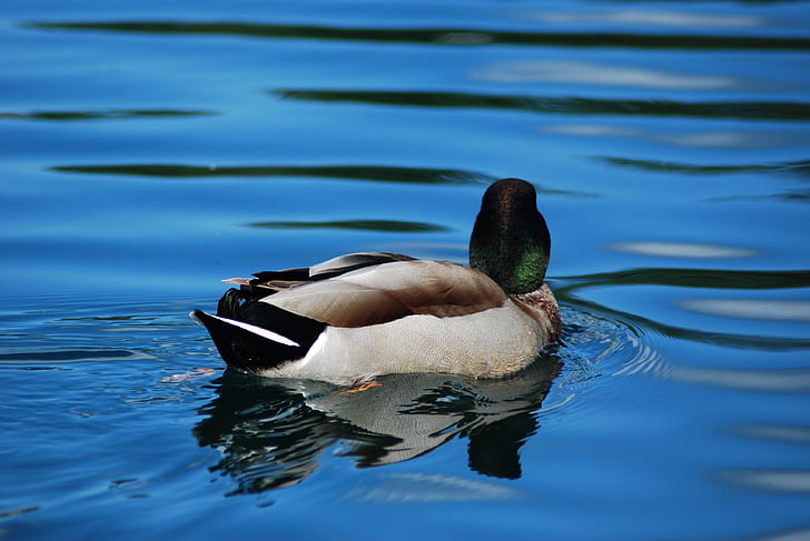 duck, mallard, lake