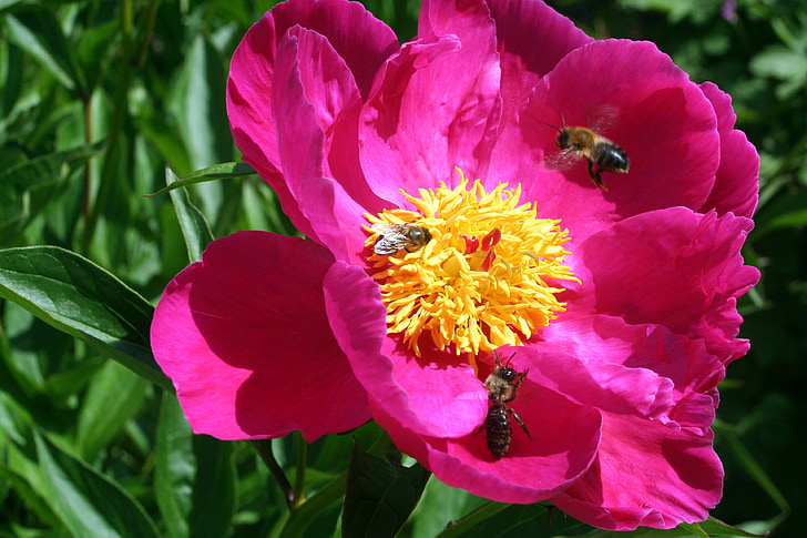 пчела, Блосъм, Блум, Поръсете, природата, цвете, растителна