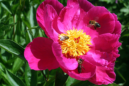 蜜蜂, 开花, 绽放, 撒上, 自然, 花, 植物