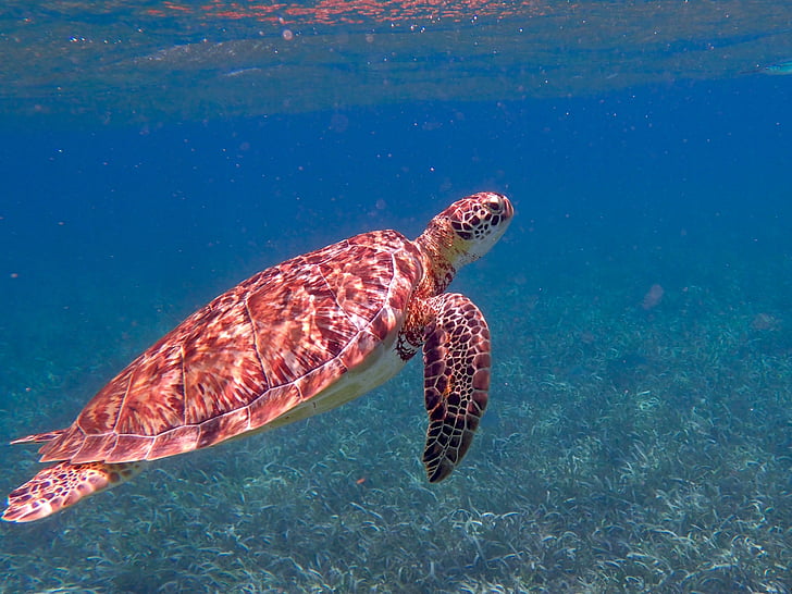 kornjača, Belize, oceana, tropska, more, marinac, priroda