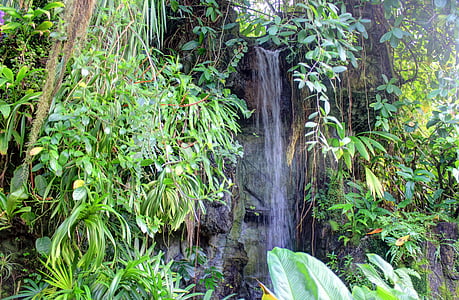 Botaniska trädgården, Arboretum, växter, naturen, grön, vatten, Stream