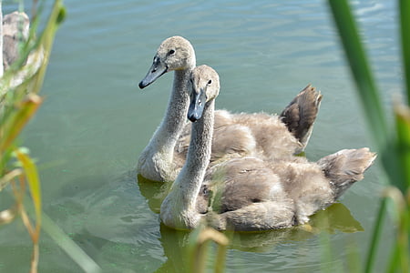 swan, swans, lake, bird, nature, water bird, neck