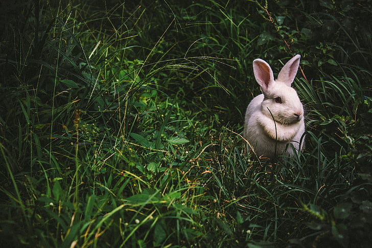 hvit, bunny, gresset, dyr, ører, dyr temaer, en dyr
