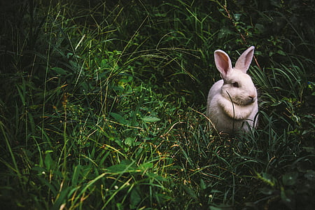 white, bunny, grass, animal, ears, animal themes, one animal