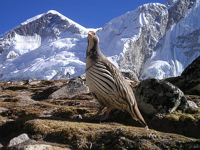 Nepál, Himálaj, pták, Divočina, Příroda, Hora, sníh