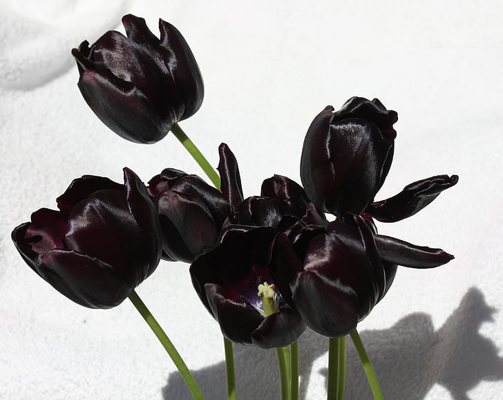 tulipán, tulipán, lila, Bársony, ragyog, virág, természet