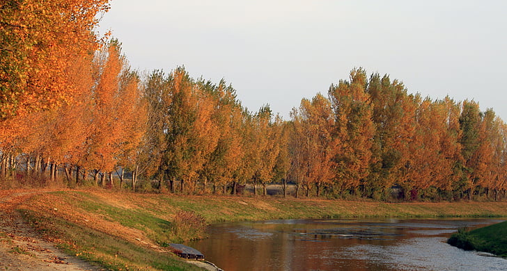 Jesen, Danubio, cilistov, lado del río, hojas de naranja