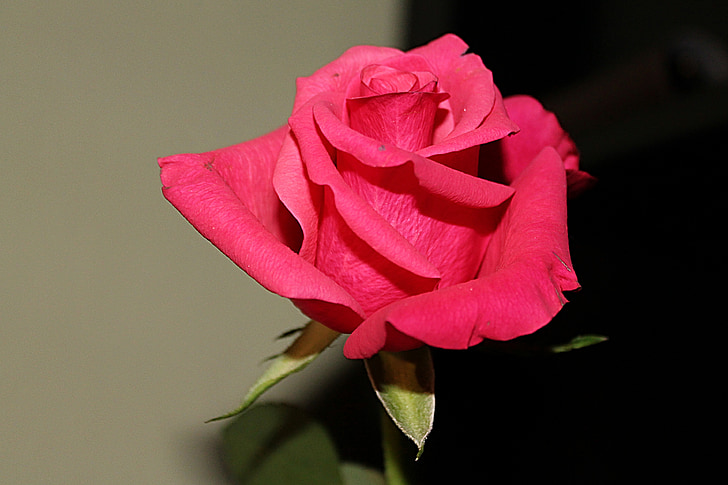 τριαντάφυλλο, κόκκινο, άνθος, άνθιση, αυξήθηκε ανθίζουν, λουλούδι