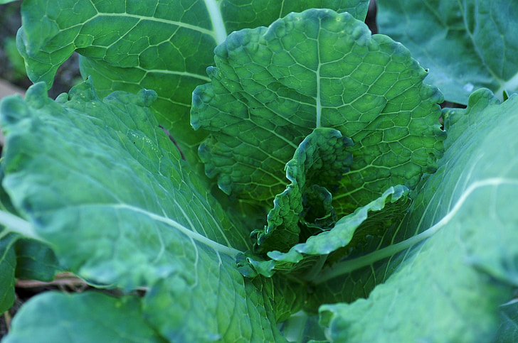 cabbage, green cabbage, green, vegetable, culture, plant, vegetable garden