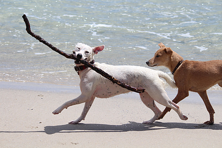 suņi, batons, spēlēt, izgūt, kustība, jūra, pludmale