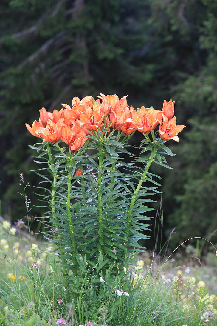bunga, Flora, Dolomites, alam, musim panas, Azola, Giglio rosso