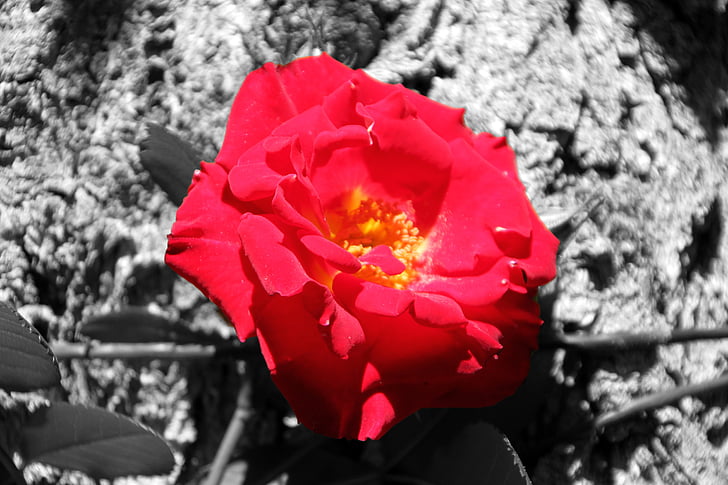 květ, Rossa, červený květ, okvětní lístky, Příroda, jaro, zahrada