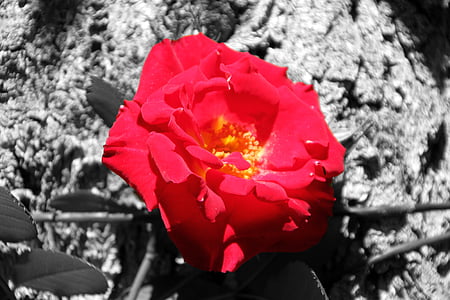 cvijet, Rossa, Crveni cvijet, latice, priroda, proljeće, vrt