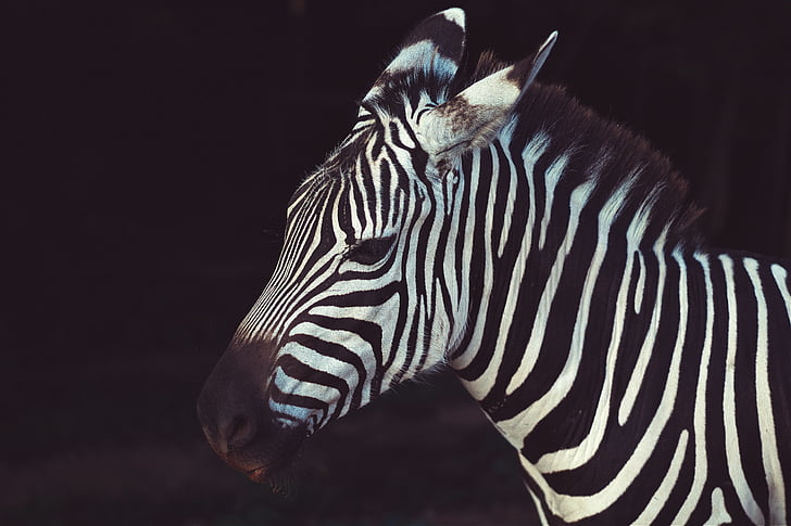 animal, nature, savanna, stripes, wildlife, zebra, striped