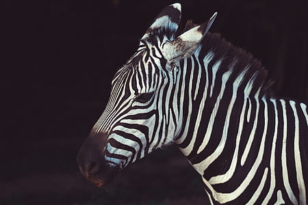 animal, natureza, savana, listras, vida selvagem, Zebra, listrado
