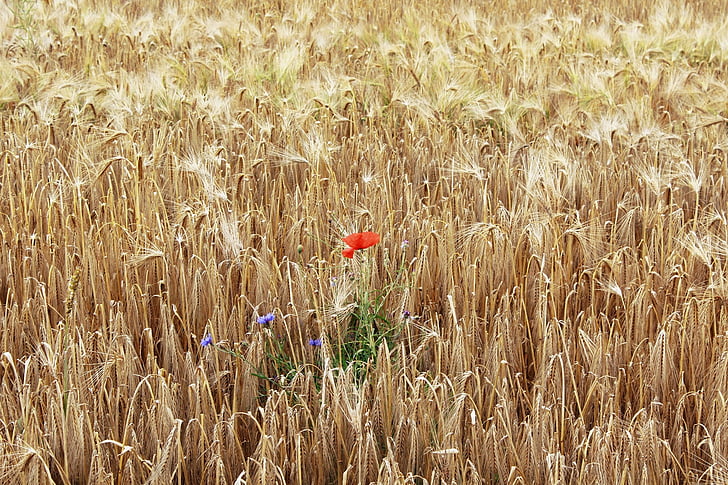 Poppy, ladang jagung, bidang, sereal, merah, musim panas, alam