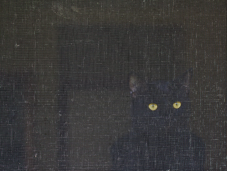 cat, screen, eyes, art, gaze, black cat, pets