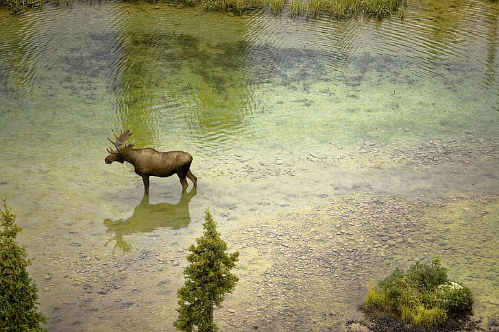 moose, river, nature, water, wildlife, animal, antlers