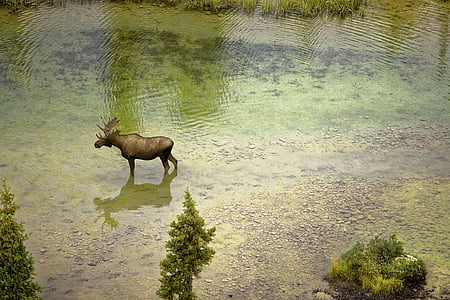 Лос, река, природата, вода, дива природа, животните, еленови рога
