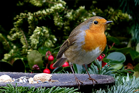 Robin, erithacus rubecula, mazo putniņu, kas meklē barību, dārza