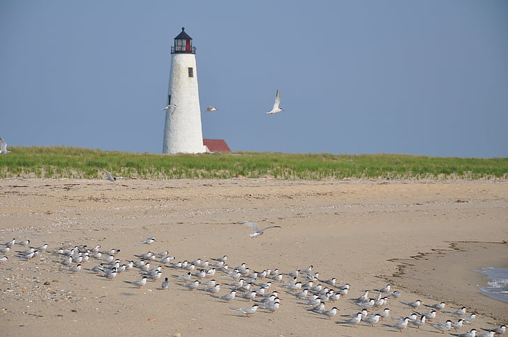 Latarnia morska, Nantucket, Wildlife refuge, Plaża, ptaki, Wyspa, linia brzegowa