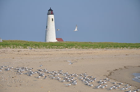 Lighthouse, Nantucket, Wildlife refuge, Beach, vtáky, Ostrov, pobrežie