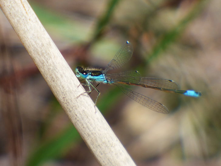 Dragonfly, Dragonfly albastru si negru, damselfly, ischnura graellsii