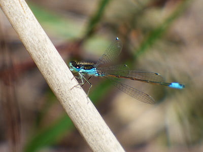 แมลงปอ, แมลงปอสีฟ้าและสีดำ, damselfly, ischnura graellsii