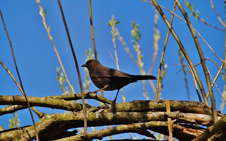 Blackbird, burung, hitam, penyanyi