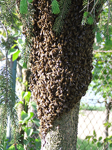con ong, côn trùng, swarm